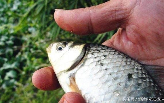 秋季野外釣魚如何打窩，掌握這些技巧窩到魚來