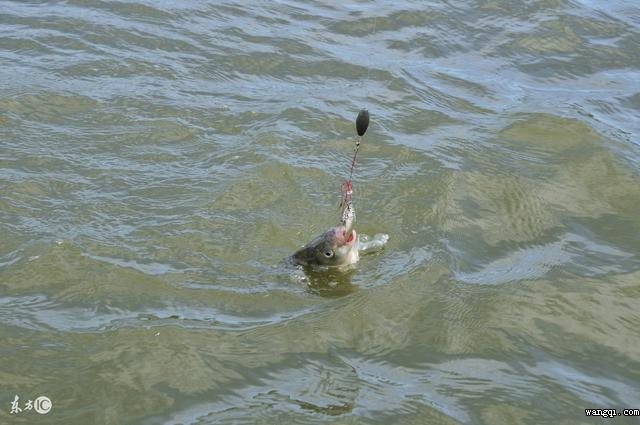 釣魚日記：秋季可以夜釣嗎？